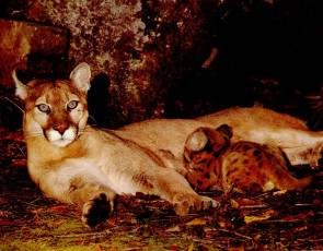 Картинка животные пумы