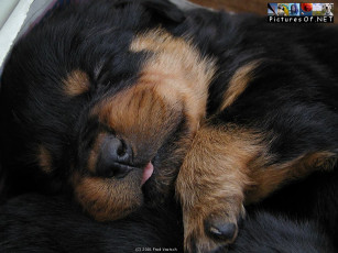 Картинка животные собаки