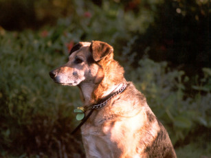 Картинка животные собаки