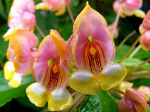 Картинка цветы