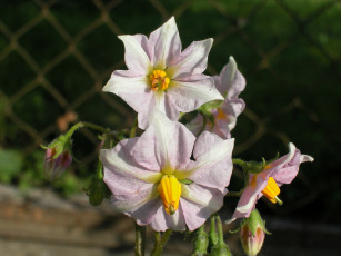 Картинка цветы