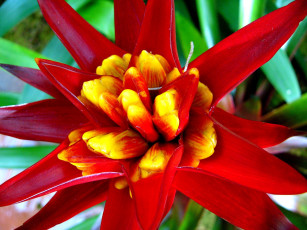 Картинка цветы