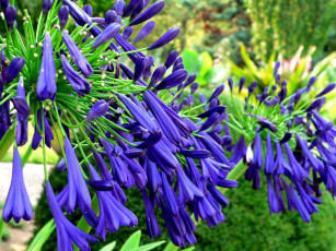 Картинка цветы агапантус африканская лилия