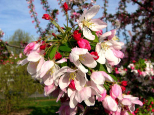 Картинка цветы цветущие деревья кустарники