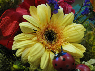 Картинка цветы герберы