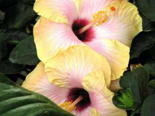 Картинка цветы гибискусы