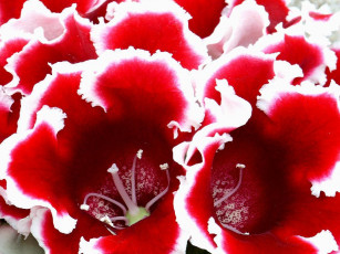 Картинка цветы глоксиния синнингия