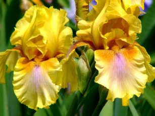 Картинка цветы ирисы