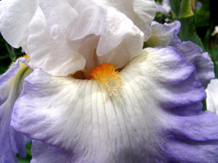 Картинка цветы ирисы