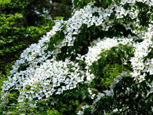 Картинка цветы кизил