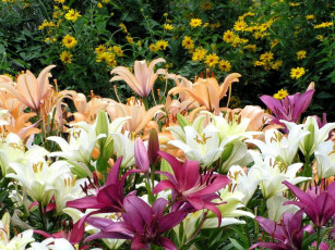 Картинка цветы лилии лилейники