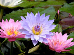 Картинка цветы лилии водяные нимфеи кувшинки