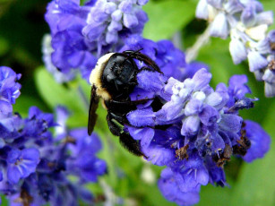 Картинка цветы луговые полевые
