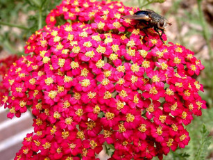 обоя цветы, луговые, полевые