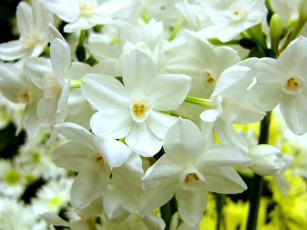 Картинка цветы нарциссы