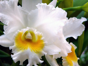 Картинка цветы орхидеи