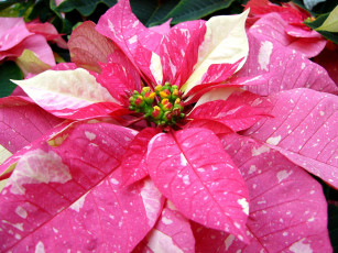 Картинка цветы пуансеттия