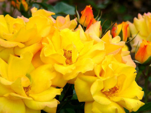 Картинка цветы розы