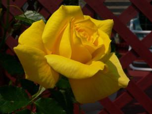 Картинка цветы розы