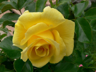 Картинка цветы розы