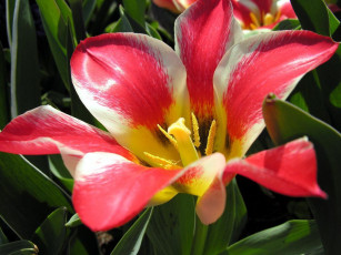 Картинка цветы тюльпаны