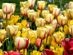 Картинка цветы тюльпаны