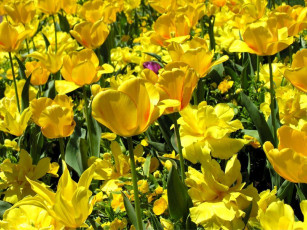 Картинка цветы тюльпаны