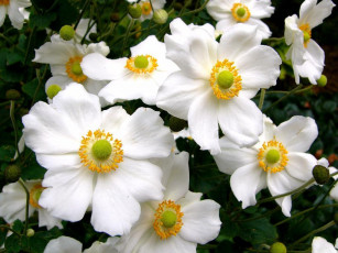 Картинка цветы ветреницы печёночницы