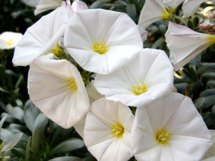 Картинка цветы вьюнки ипомеи