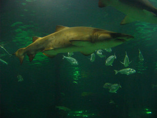 Картинка животные рыбы