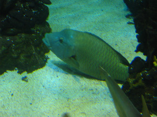 Картинка животные рыбы