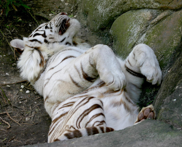 Обои картинки фото животные, тигры