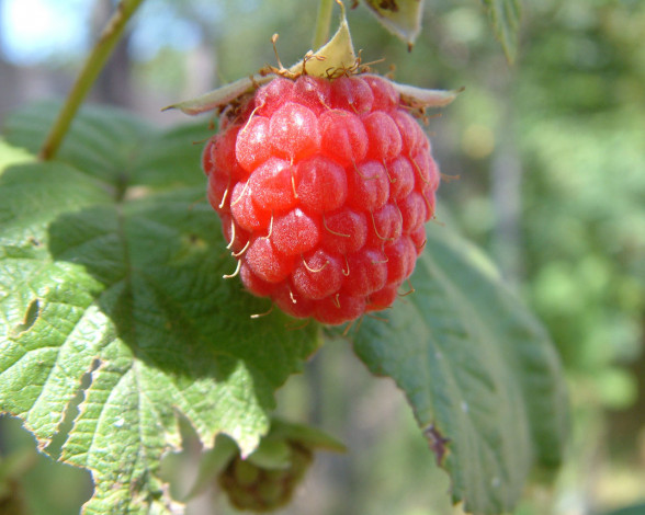 Обои картинки фото 