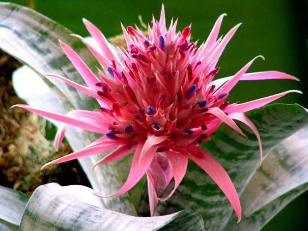 Обои картинки фото цветы