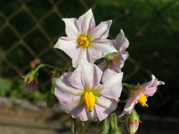 Обои картинки фото цветы