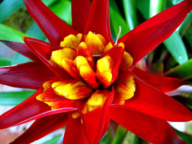 Обои картинки фото цветы