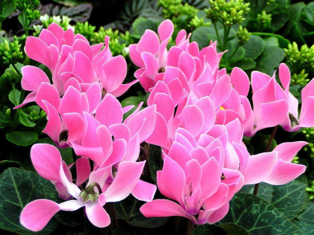 Обои картинки фото цветы, цикламены