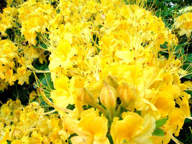 Обои картинки фото цветы, делоникс, королевский, огненное, дерево