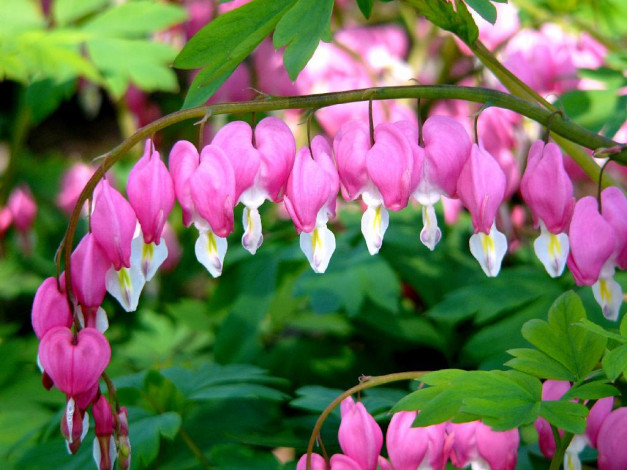 Обои картинки фото цветы, дицентра, разбитое, сердце