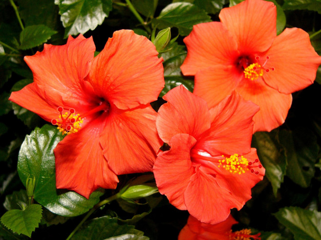 Обои картинки фото цветы, гибискусы