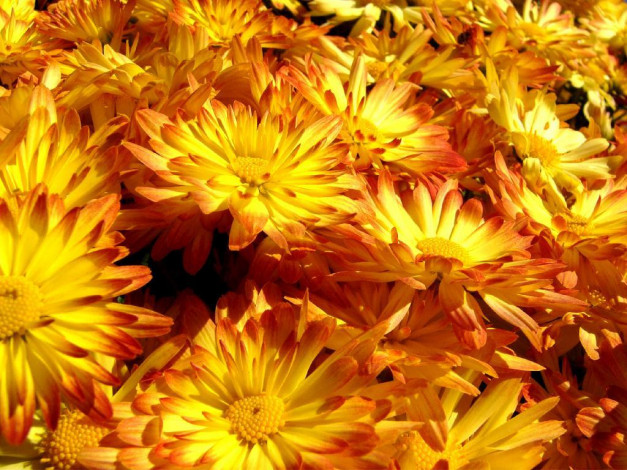 Обои картинки фото цветы, хризантемы