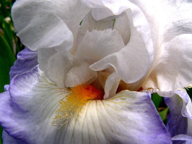 Обои картинки фото цветы, ирисы