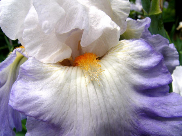 Обои картинки фото цветы, ирисы