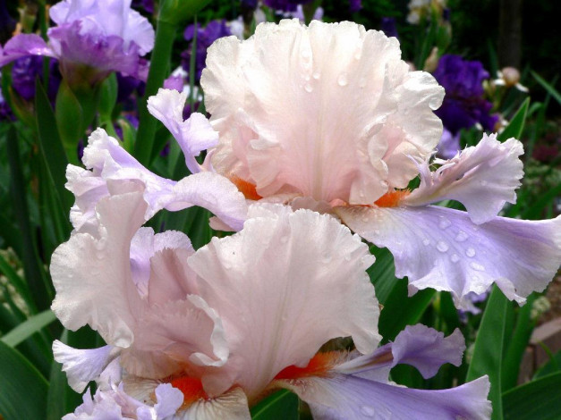 Обои картинки фото цветы, ирисы