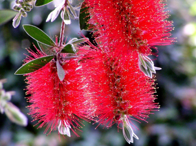 Обои картинки фото цветы, каллистемон