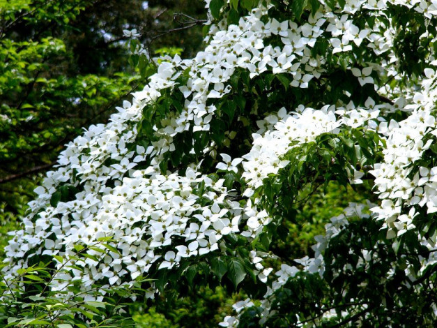 Обои картинки фото цветы, кизил