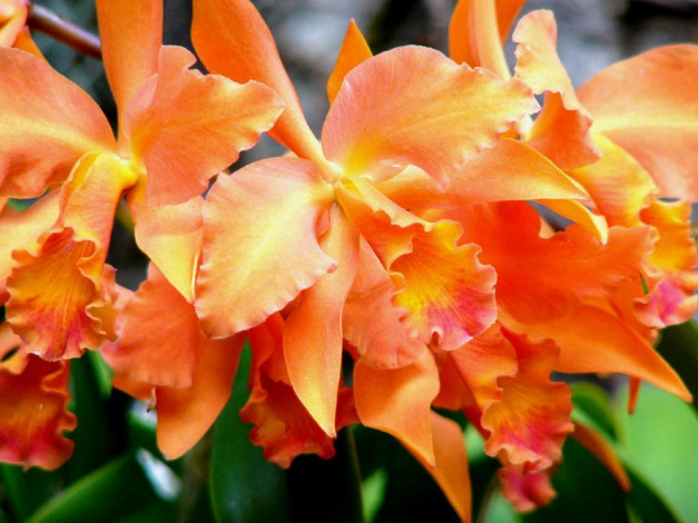 Обои картинки фото цветы, орхидеи