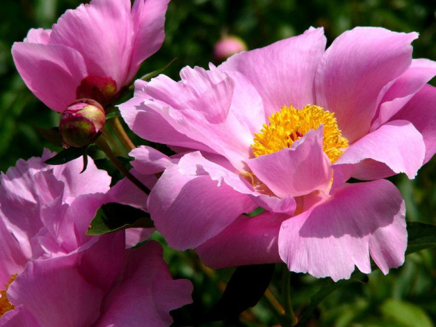 Обои картинки фото цветы, пионы