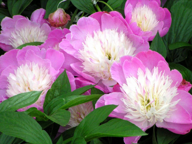 Обои картинки фото цветы, пионы