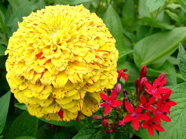 Обои картинки фото цветы, разные, вместе